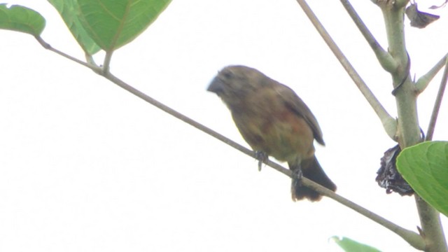 Chestnut-bellied Seed-Finch - ML201707461