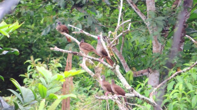 Speckled Chachalaca (Speckled) - ML201707481