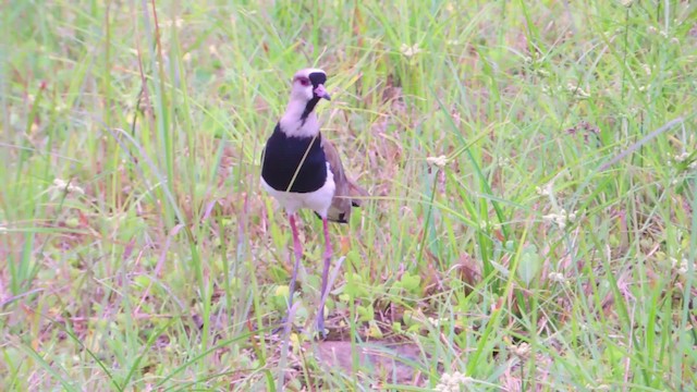 Southern Lapwing (cayennensis) - ML201707501