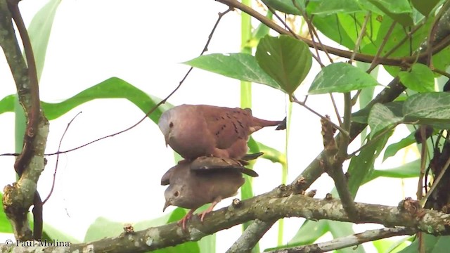 Ruddy Ground Dove - ML201707511