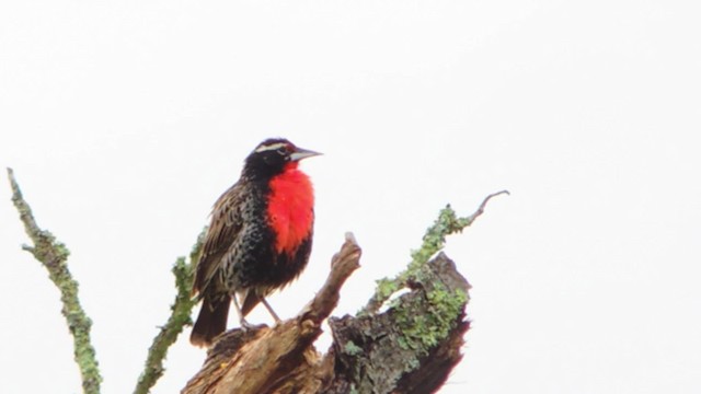 Peruvian Meadowlark - ML201707521