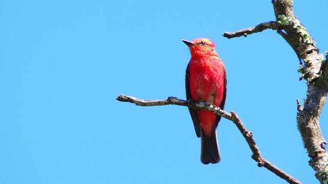 Vermilion Flycatcher (obscurus Group) - ML201707541