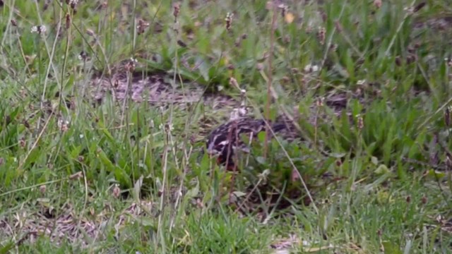 ペルームネアカマキバドリ - ML201707551