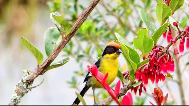 Atlapetes Pechiamarillo (grupo latinuchus) - ML201707591