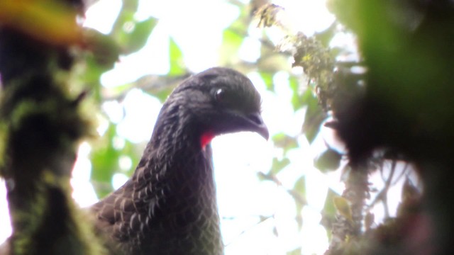 Andean Guan - ML201707611