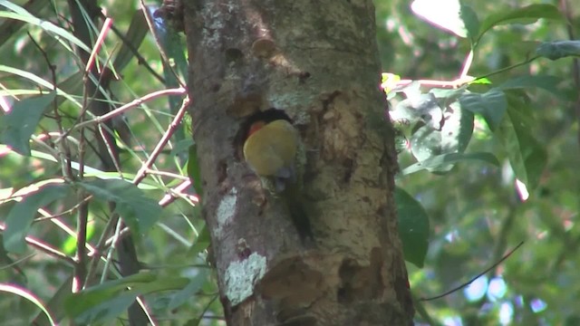 Carpintero Gorjigualdo - ML201707621