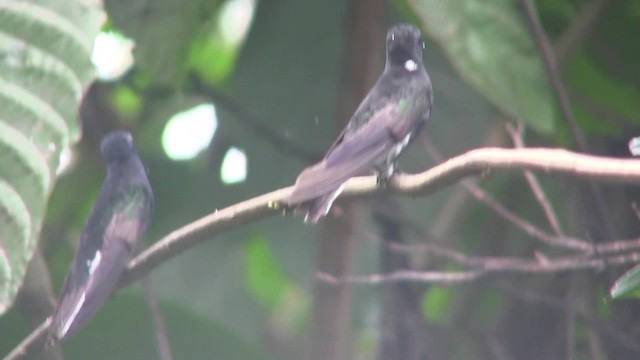 kolibřík černobílý - ML201707631