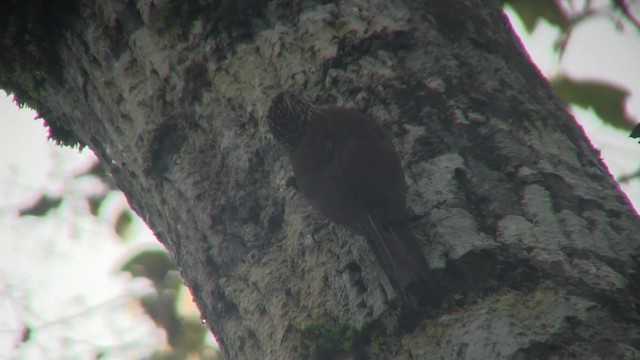 Planalto Woodcreeper - ML201707671