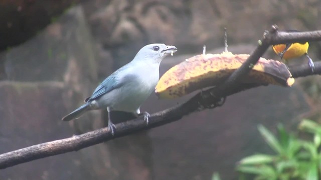 ハイガシラソライロフウキンチョウ - ML201707681