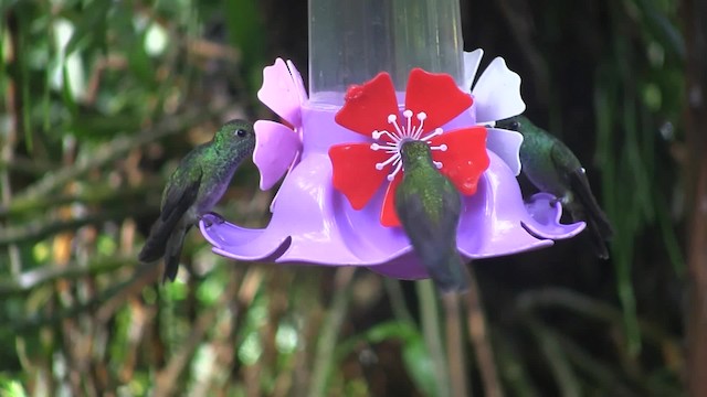 kolibřík pestrý [skupina versicolor] - ML201707691