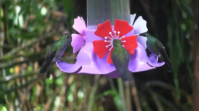 tupikolibri (versicolor gr.) - ML201707691