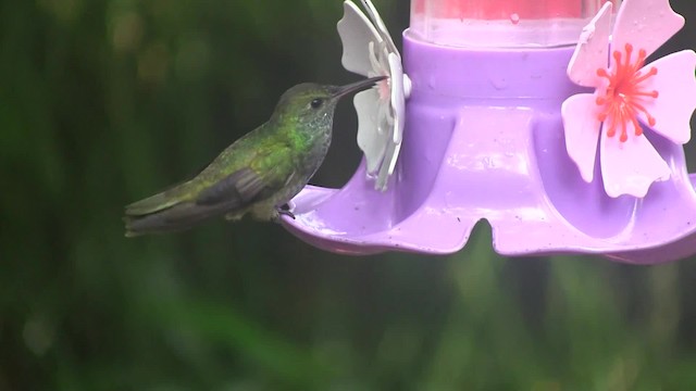 kolibřík pestrý [skupina versicolor] - ML201707701