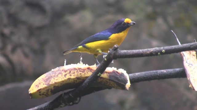 Violaceous Euphonia - ML201707711