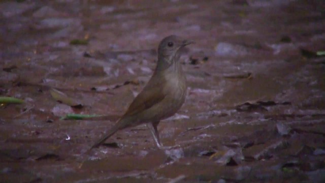 Pale-breasted Thrush - ML201707721