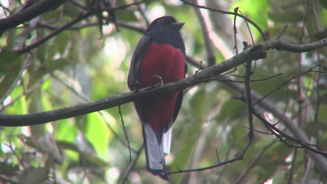 Trogon surucua (surrucura) - ML201707741