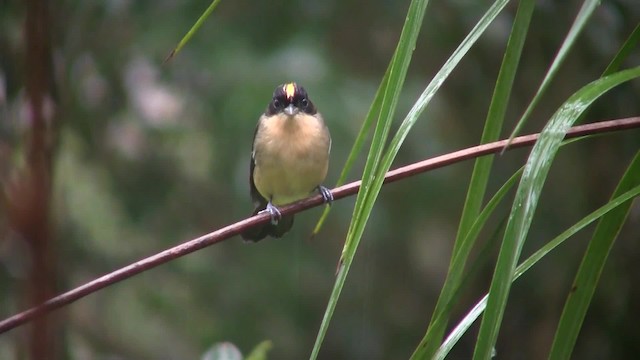 Black-goggled Tanager - ML201707751