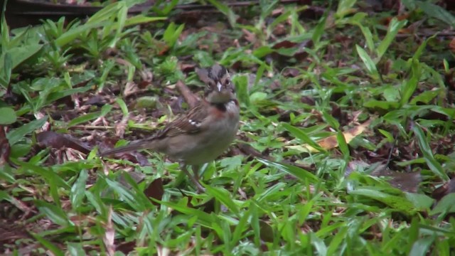 Chingolo Común (grupo capensis) - ML201707761