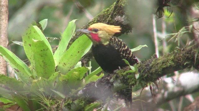 Blond-crested Woodpecker - ML201707771