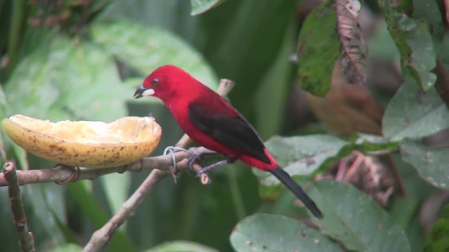 Brazilian Tanager - ML201707781