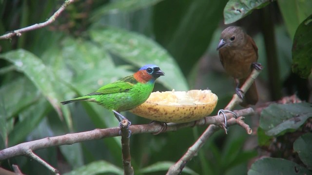 Red-necked Tanager - ML201707871