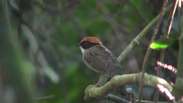 Black-cheeked Gnateater - ML201707891