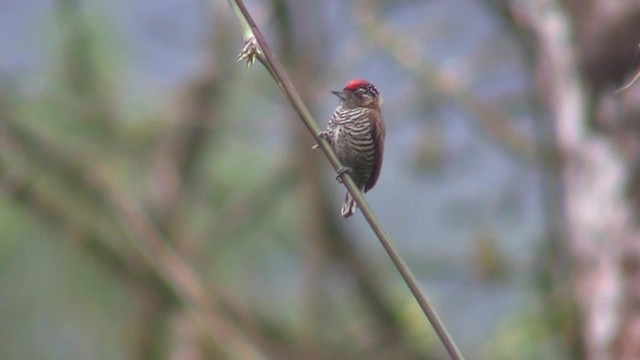 White-barred Piculet (White-barred) - ML201707911