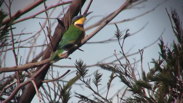 Ethiopian Bee-eater - ML201707951