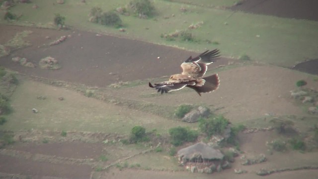 Tawny Eagle - ML201707981