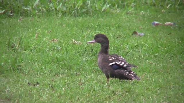 Canard noirâtre - ML201707991