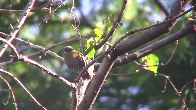 Abyssinian Woodpecker - ML201708041