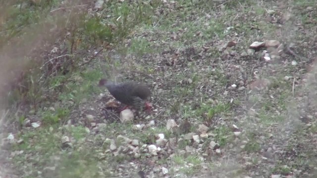 Francolin de Harwood - ML201708071