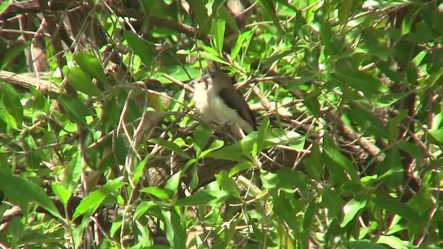 African Silverbill - ML201708091