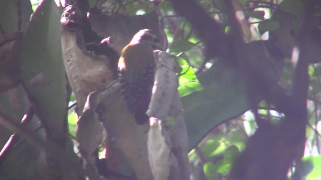 Abyssinian Woodpecker - ML201708121