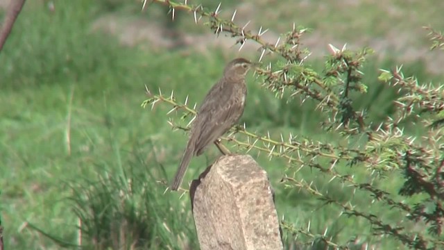 Plain-backed Pipit - ML201708131