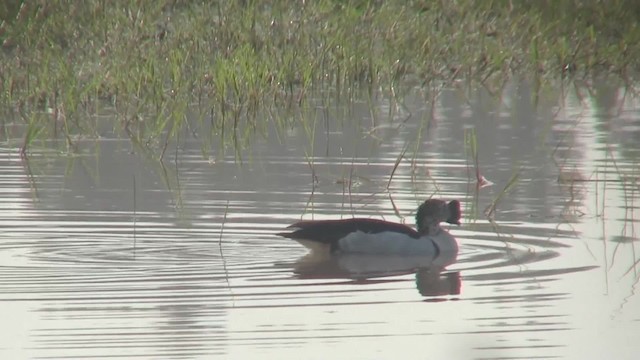 Knob-billed Duck - ML201708181