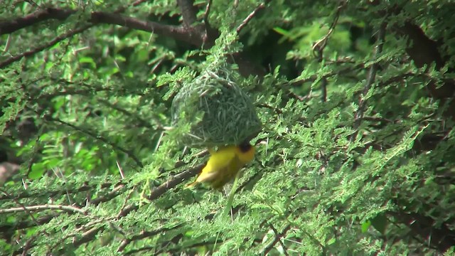 Rüppell's Weaver - ML201708191