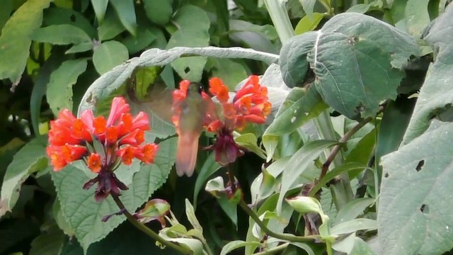 ルリノドインカハチドリ（violifer） - ML201708301