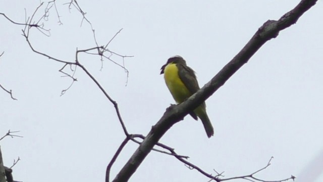 Boat-billed Flycatcher (South American) - ML201708331