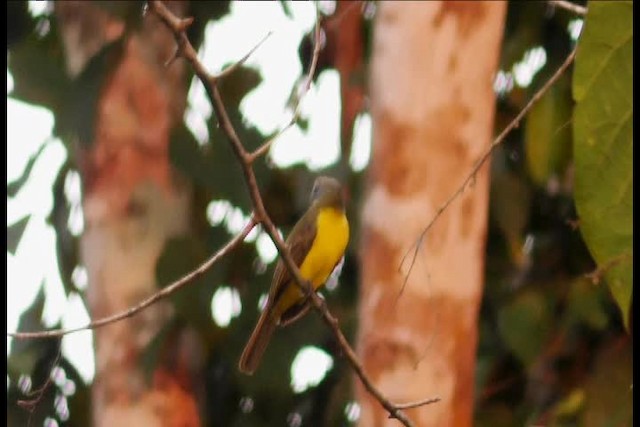 Gray-capped Flycatcher - ML201708371