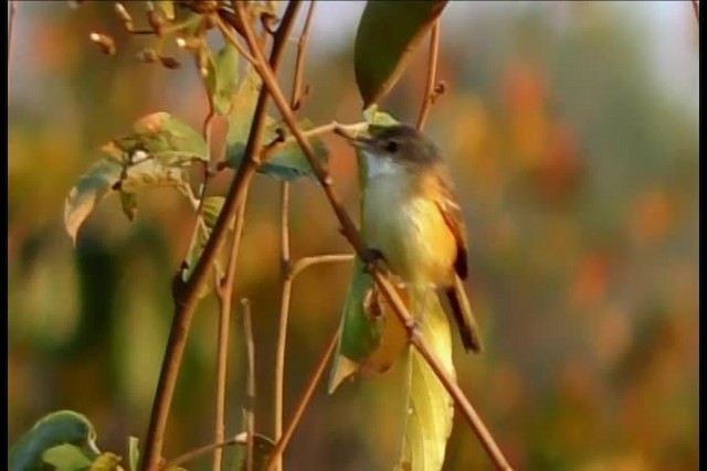 Rufous-sided Scrub-Tyrant - ML201708471