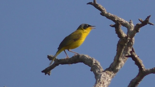 Paruline voilée - ML201708501