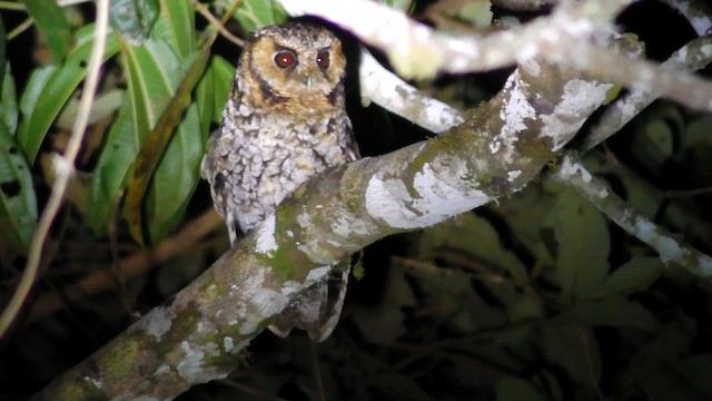 Cloud-forest Screech-Owl - ML201708511