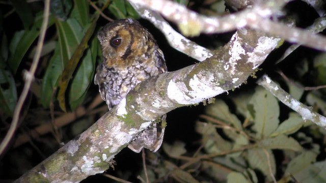 Cloud-forest Screech-Owl - ML201708521