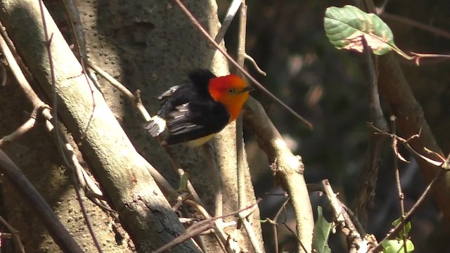 Band-tailed Manakin - ML201708531