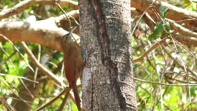Black-banded Woodcreeper (Pale-billed) - ML201708561