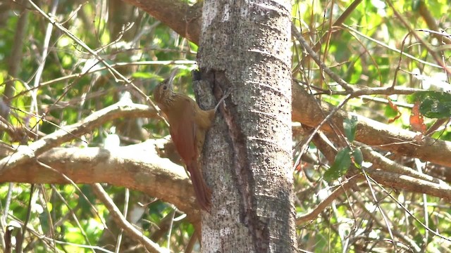 Black-banded Woodcreeper (Pale-billed) - ML201708571