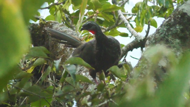 Andean Guan - ML201708671