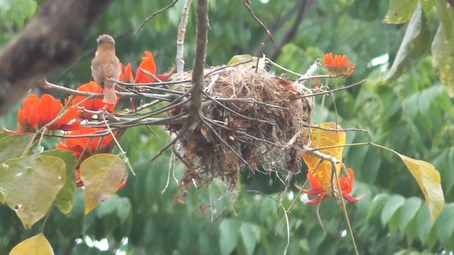 Chestnut-crowned Becard - ML201708681