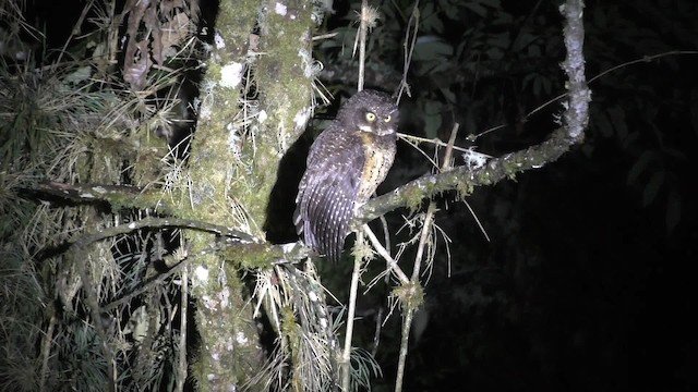 White-throated Screech-Owl - ML201708691