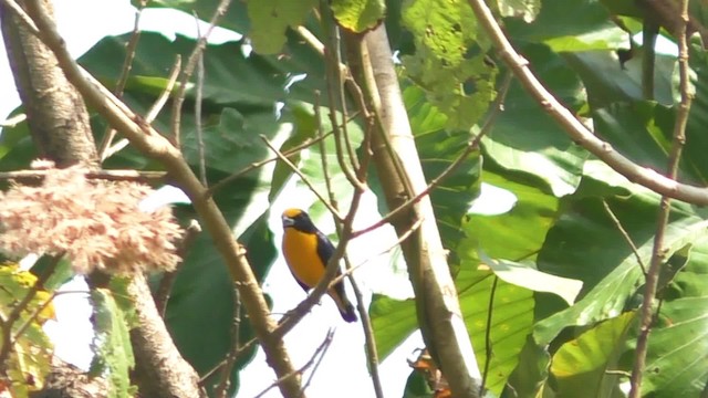 Thick-billed Euphonia (Thick-billed) - ML201708721